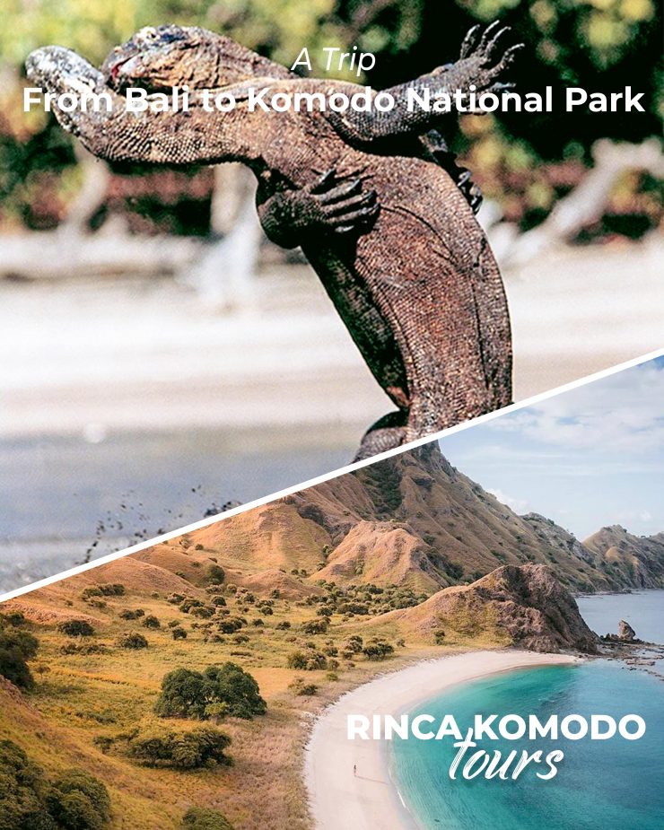 Bali to komodo national park