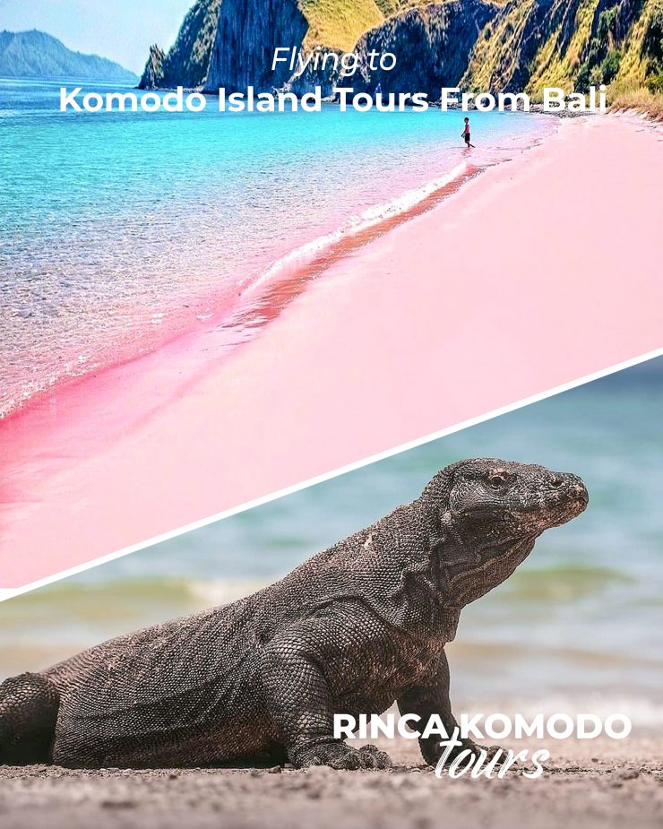komodo island tours from bali