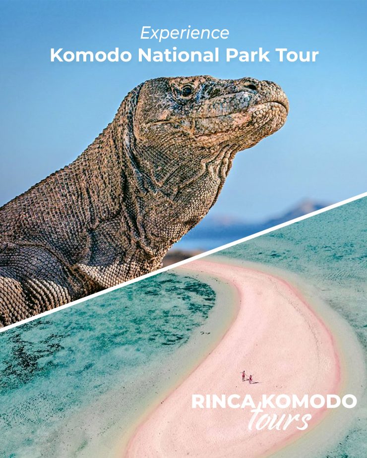 komodo national park tour