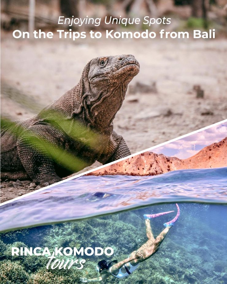 trips to komodo from bali