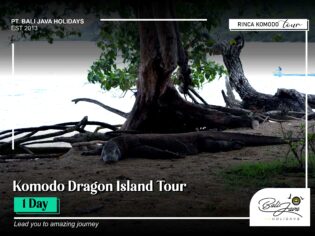 Komodo Island Tour 1 Day