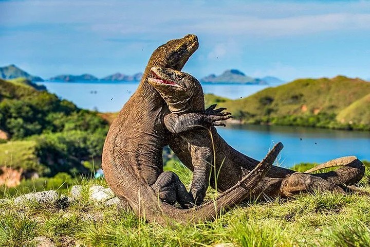 One Day Private Komodo Island Tour From Labuan Bajo: An Unforgettable Experience