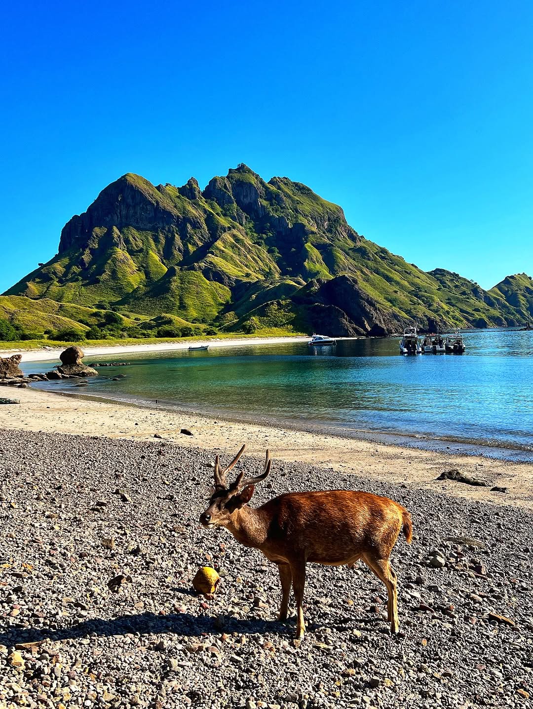A Sensible Travel To Komodo And Flores To Start 2026