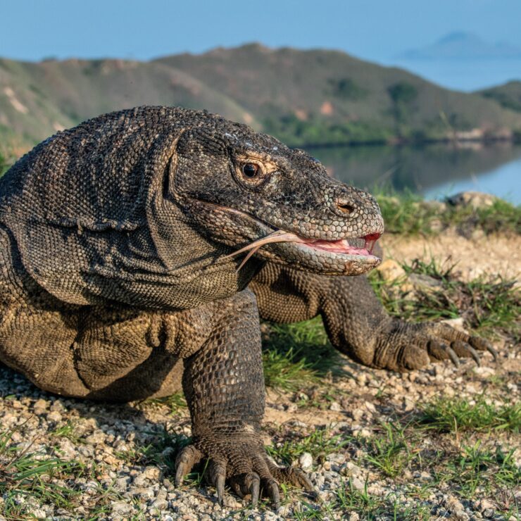 Why Are Komodo Dragons Only Found In Indonesia?
